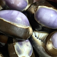 Coquillages Naturels Cypraea Caputserpentis Colorés en Gros pour Cadeau ou Décoration Maison