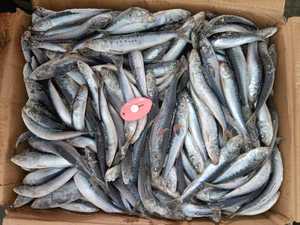 Sardina de punto congelado: Sardina de siete estrellas de gran venta, adecuada para alimentos enlatados - Product Image 2