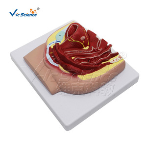 Modèle d'échantillon pelvien féminin adulte, outil pédagogique pour l'enseignement en obstétrique et gynécologie. - Product Image 5
