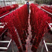 Hochwertige 2026 Natürliche Trockenblumen Silberweide Frühlingsfest Konservierte Blumenpflanzen Heim Neujahrs-Deko Salix Argyracea