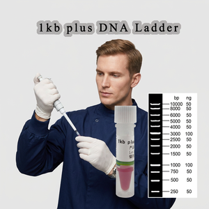 1 <span class=keywords><strong>kb</strong></span> plus DNA Ladder Marker. Électrophorèse sur gel d'agarose, expériences de biologie moléculaire, réactifs d'électrophorèse - Product Image 6