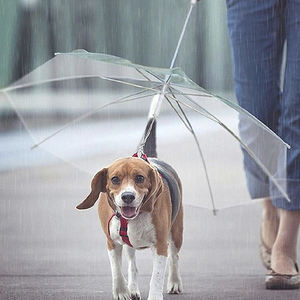 New Design The Transparent Pet Dog Umbrella - Product Image 2