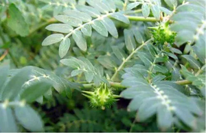 天然ハーブトリビュラス・テレストリス根エキス90％サポニン粉末価格 - Product Image 4