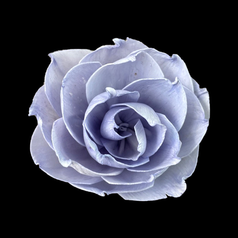 Rose exquise violet clair de 8 cm-s615a08n-lp
