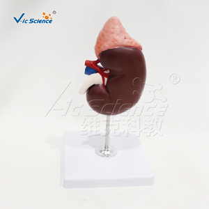 Mô hình giải phẫu cơ thể người mô hình y tế mô hình Giải Phẫu Học thận và tuyến thượng thận - Product Image 3