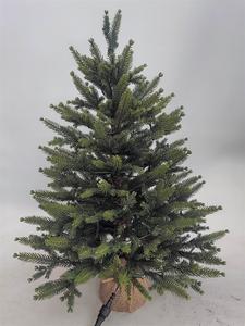 <span class=keywords><strong>Sapin</strong></span> <span class=keywords><strong>de</strong></span> Noël artificiel <span class=keywords><strong>en</strong></span> PE <span class=keywords><strong>de</strong></span> haute qualité, pré-éclairé, 60 cm, avec 50 LED blancs chauds, base <span class=keywords><strong>en</strong></span> <span class=keywords><strong>pot</strong></span>, pour usage intérieur - Vente <span class=keywords><strong>en</strong></span> gros - Product Image 2