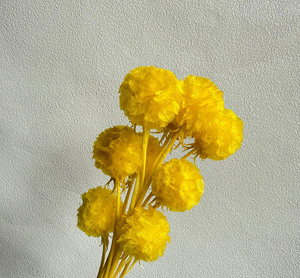 Vainas de Scabiosa Naturales Multicolores, Flores Secas de Tipo Windmill, Suministro al por Mayor para Arreglos Florales, Decoración de Bodas y Fiestas - Product Image 6