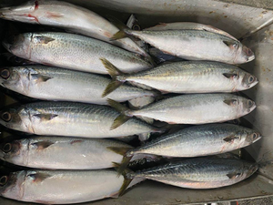 Emballage en vrac certifié HACCP de maquereau entier congelé de qualité supérieure pour la vente en gros de services alimentaires - Product Image 2