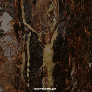 สารสกัดบัลซามิกเข้มข้นแบบผสมเจือจาง สำหรับผสมผสานกลิ่นอุ่นๆ ให้กับกลิ่นคาราเมลวานิลลาที่เข้มข้นและกลิ่นหอมติดทนนาน - Product Image 1