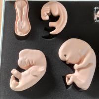Modelo de Desarrollo Embrionario Uterino Femenino Yulin, Aplicable a Obstetricia y Ginecología Durante el Desarrollo del Embarazo, CE/ISO