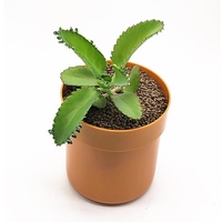 Meilleures ventes : Mini coffre-fort en fer verrouillable avec mot de passe, design moderne et simple, pour rangement de pots de fleurs et dissimulation d'argent