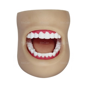 <strong>Dental</strong> Orthodontic Typodont Model Teeth Educational <strong>Dental</strong> Study Model - Product Image 3