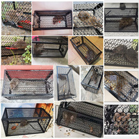 Réutilisable Bon marché, Cage pour piège à rats, Répulsif pour souris à peinture métallique