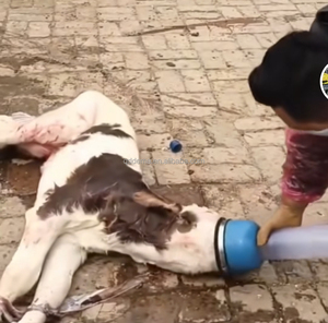 Pompe respiratoire pour veau |   Réanimateur pour veau nouveau-né avec embout en <span class=keywords><strong>silicone</strong></span> souple |   Noyau en acier inoxydable 304, alliage d'aluminium/plastique-acier - Product Image 5