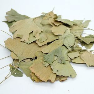 Toptan Saf Doğal Büyük Stok Kurutulmuş <span class=keywords><strong>Ginkgo</strong></span> <span class=keywords><strong>Biloba</strong></span> Yaprakları Sağlıklı Bitki Çayı - Product Image 1