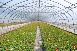 Serre à cadre en aluminium Serre <span class=keywords><strong>pour</strong></span> plantes de <span class=keywords><strong>jardin</strong></span> légère et durable - Product Image 6