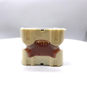 Modèle de dents d'étude HST-A5-01 type BF, modèle de bouche complète avec 28 dents, gencives souples, fixation par vis, sans articulateur - Product Image 6