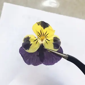 Viola flores secas de uñas de arte real púrpura natural pansy secos flores