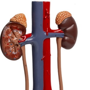 Modelo del Sistema Genitourinario, Molde Anatómico de Riñón para la Enseñanza Tridimensional de la Estructura Vesicoureteral - Product Image 6