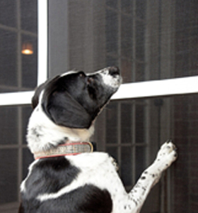 Zanzariera di Alta Qualità Senza Necessità di Rimozione, Schermi Anti-Insetti e Anti-Gatti in Poliestere e PVC per Finestre e Porte - Product Image 3