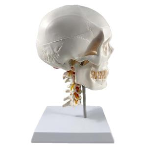 Modelo de Cráneo Blanco de PVC de 3 Partes con 7 Vértebras Cervicales - Herramienta Educativa de Anatomía - Product Image 4