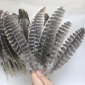 Pluma de Pavo Barreda Natural de 10-12 Pulgadas de Alta Calidad, Precio Competitivo, Venta Caliente, para Decoraciones - Product Image 3