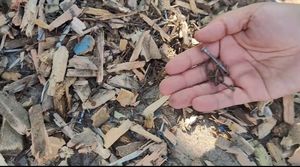 Petit <span class=keywords><strong>broyeur</strong></span> <span class=keywords><strong>de</strong></span> branches <span class=keywords><strong>de</strong></span> bois, appareil chinois pour production <span class=keywords><strong>de</strong></span> poussière, <span class=keywords><strong>prix</strong></span> <span class=keywords><strong>de</strong></span> machine, w - Product Image 6