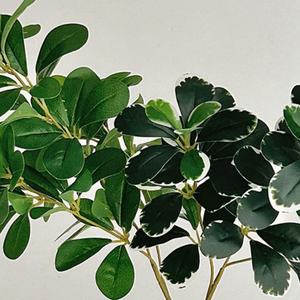 Flor Artificial para Decoración Estilo Bosque, <span class=keywords><strong>Polyscias</strong></span> <span class=keywords><strong>Fabian</strong></span>, Planta Verde de Simulación, Decoración para Bodas, Hogar, Hotel, Paisaje, Accesorio para Fotografía - Product Image 3