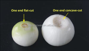 Línea de Procesamiento de Vegetales Comercial, Peladora de Cebollas y Cortadora de Raíces de Alta Calidad, Marca YN, Garantía de 2 Años - Product Image 3