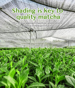 ผงมัทฉะ OEM พร้อมโลโก้ของคุณ ขนาด 50 กรัม ผงมัทฉะเกรดพิธีชงชา ผงมัทฉะจีน ออร์แกนิค USDA - Product Image 6