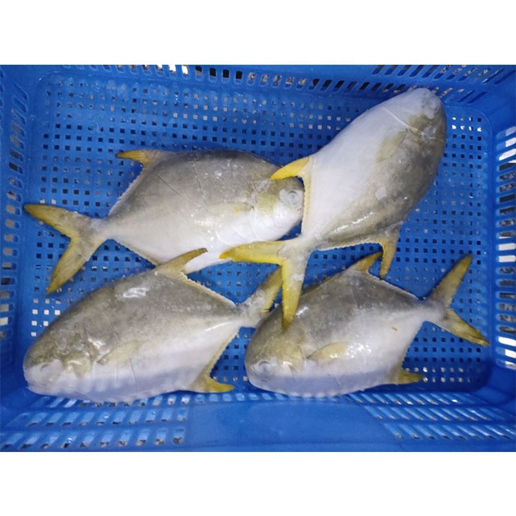 Tươi bắt đông lạnh Vàng Pompano pomfret cá sống đông lạnh được bảo quản lâu