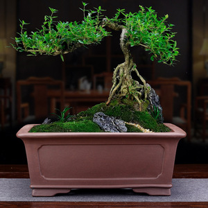 Vaso in argilla viola Yixing - Vaso di lusso ecologico <span class=keywords><strong>da</strong></span> pavimento per <span class=keywords><strong>bonsai</strong></span> e alberi di Banyan <span class=keywords><strong>da</strong></span> <span class=keywords><strong>interno</strong></span> - Vaso in ceramica per piante a stelo lungo all'ingrosso - Product Image 2