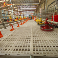 Équipement d'alimentation pour poulets de chair, système d'alimentation automatique par plateau pour élevages avicoles, fabricant direct d'usine, solution complète