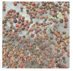 Natural Raw Maclura Tricuspidata Frutos secos Todo <span class=keywords><strong>Che</strong></span> Tree Mandarin Melon Berry para la venta - Product Image 4