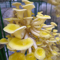 Système de culture hydroponique de champignons Shiitake et Matsutake Hezhou HM-40FT avec contrôle PLC à air frais, rendement élevé et économie d'énergie