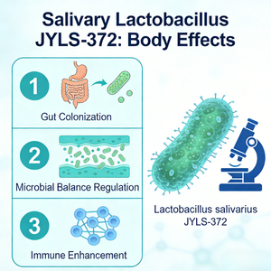 Probiótico en Polvo Liofilizado <span class=keywords><strong>para</strong></span> la Salud Intestinal, Suplemento Alimenticio Probiótico - Product Image 5