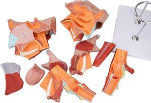 Modelo médico de anatomia da garganta da cavidade nasal humana, modelo em tamanho real para estudo em sala de aula de ciências, laringofaríngeos - Product Image 3