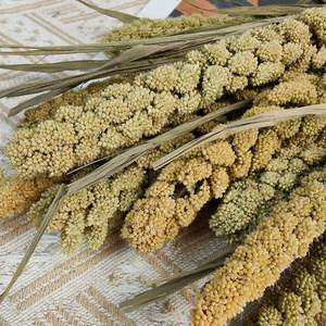 Tiges de millet rétro en gros, épis de céréales naturelles, fleurs séchées préservées pour arrangements, garniture de vase, décoration bohème pour la maison et les mariages - Product Image 6