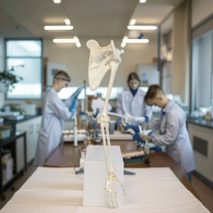 Modelo de mano de esqueleto de PVC de tamaño real con <span class=keywords><strong>ulna</strong></span> y radio para la educación anatómica humana en ciencias médicas - Product Image 3