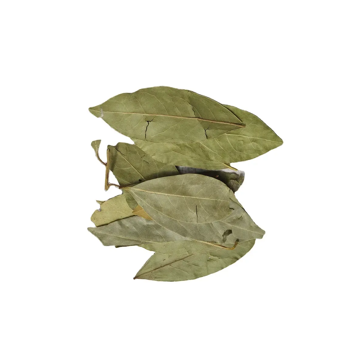 Gxww中国広西玉林乾燥葉スパイスベイリーフ輸入最高品質