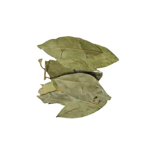 Gxww Cina Guangxi yukin daun kering rempah-rempah daun Teluk impor dengan kualitas terbaik