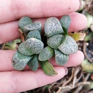 Commercio all'ingrosso di <span class=keywords><strong>piante</strong></span> succulente da interno <span class=keywords><strong>piante</strong></span> ornamentali <span class=keywords><strong>Haworthia</strong></span> - Product Image 1