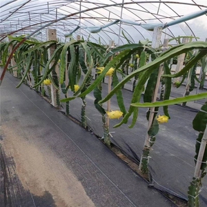 Film <span class=keywords><strong>de</strong></span> paillage agricole en PP, <span class=keywords><strong>toile</strong></span> tissée anti-mauvaises herbes, résistante aux UV, robuste, couverture <span class=keywords><strong>de</strong></span> <span class=keywords><strong>sol</strong></span>, <span class=keywords><strong>toile</strong></span> <span class=keywords><strong>de</strong></span> contrôle des adventices 60-220 g/m² 45-200 cm - Product Image 6