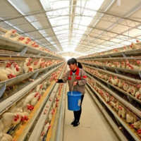 Chromes chélatés organiques à haute biodisponibilité améliorant l'efficacité alimentaire chez la volaille et les oiseaux de compagnie