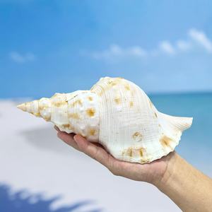 핫 세일 큰 광택 천연 흰색 소라 조개 진짜 터치 자연 모양 가정 및 결혼식 장식 예술 공예 및 DIY - Product Image 6