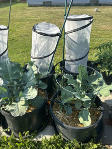 Protecteur de plantes pop-up pour jardin avec piquets en U, couverture anti-gel pour plantes d'extérieur - Product Image 5
