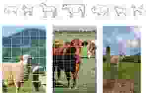 Panneaux de clôture à joint/verrouillage serré, panneaux de clôture, maille métallique, <span class=keywords><strong>pour</strong></span> animaux de ferme, chèvre, bétail, cheval, cerf - Product Image 5