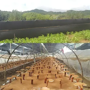 Vital Green China - Extracto de Hongo Ganoderma Lucidum Reishi 100% Orgánico en Polvo, Grado Alimenticio, en Envase de Vidrio - Product Image 2