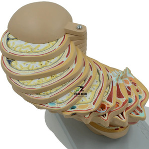 Sains medis PVC Model anatomi tembus pandang otak manusia CTMRI Model medis - Product Image 5