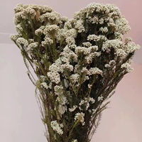Ge conserveerde Milletbloem (absorptiegeverfd) Yunnan oorsprong 60-70cm voor Moederdag, Thanksgiving & Chinees Nieuwjaar decoratie